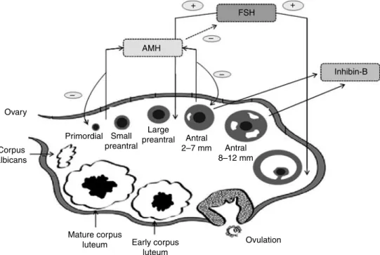 Figure 1 Selective activity of FSH, AMH, and inhibin-B on folliculogenesis. Initial follicle recruitment is a continuous process, whereas cyclic recruitment is driven by an increase in FSH serum levels at the end of a previous menstrual cycle