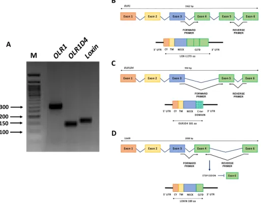 Figure 4.  OLR1 gene isoforms. (A)  OLR1  (290 bp), OLR1D4  (140 bp) and Loxin (160 bp) isoforms  pattern on agarose gel