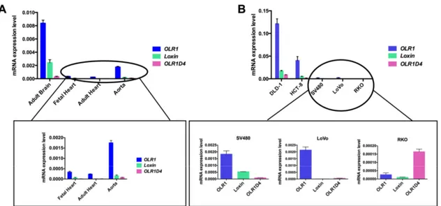 Figure 6. OLR1 splice variants expression in human tissues (A) and colorectal cancer cell lines (B)