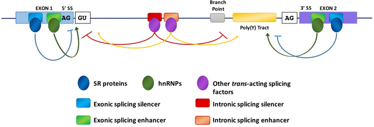 Figure 1. Model of mRNA splicing. The figure shows the key elements that regulate splicing: consensus sequences of the 5 0 and 3 0 splice sites, sequence elements required for assembly of the spliceosome onto the pre-mRNA such as the splice sites themselve