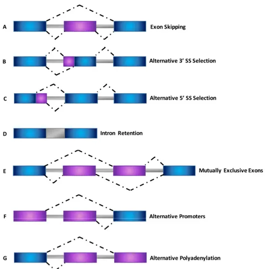 Figure 3. Schematic representation of different types of alternative splicing events. (A) Exon  skipping; (B) Alternative 3’ splice site selection; (C) Alternative 5’ splice site selection; (D) Intron  retention; (E) Mutually exclusive exons; (F) Alternati