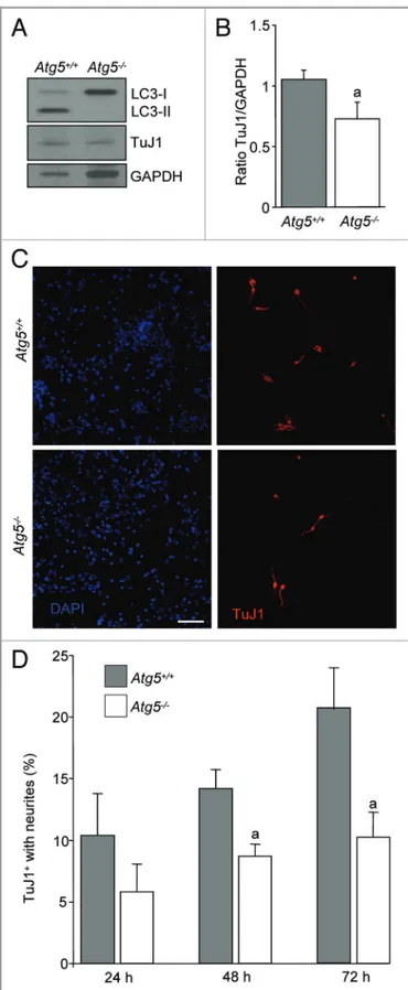 Figure 7. Atg5 null eOBSC display decreased neuronal differentiation.