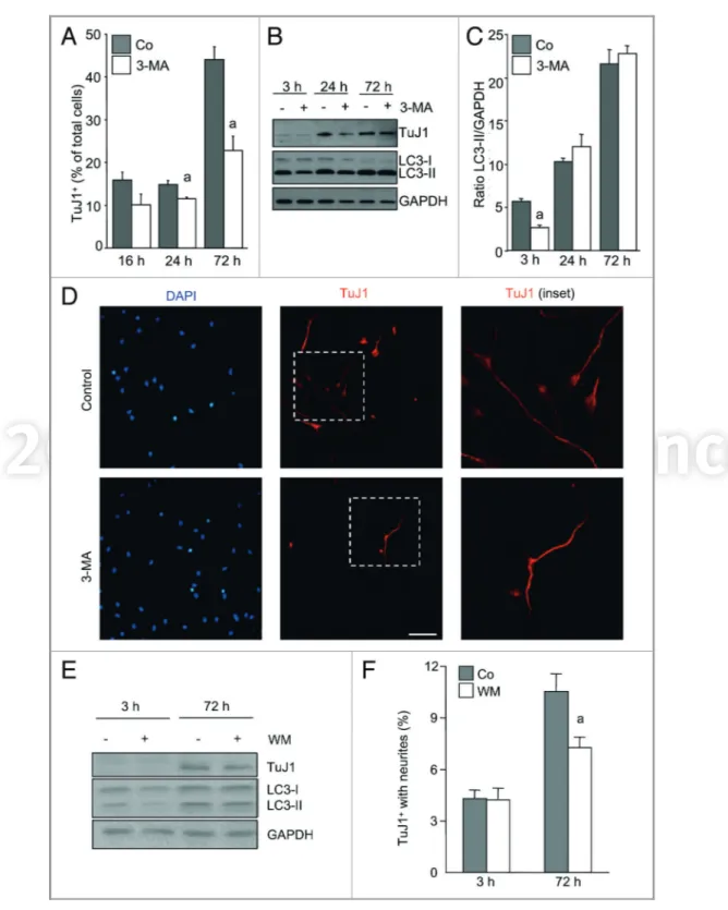 Figure 2. Autophagy inhibition attenuates the generation of neurons from eOBSC. E13.5 mouse eOBSC were allowed to differentiate by deprivation of mitogens