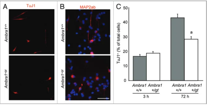 Figure 4. Ambra1 haploinsufficiency results in decreased neuronal differentiation. Ambra1 +/+ and Ambra1 +/gt eOBSC were grown as neurospheres and were plated in differentiation conditions and cultured for up to 72 h