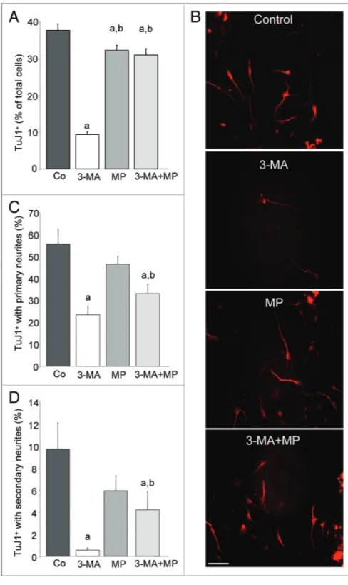 Figure 5. Neurite outgrowth is impaired by 3-MA treatment and partially restored by MP