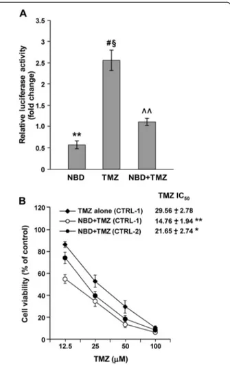 Figure 6 NBD peptide inhibits NF- κB transcriptional activity and increases the antiproliferative effect of TMZ in M10 cells.