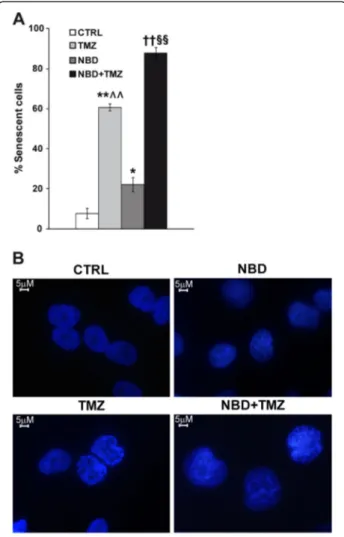 Figure 7 Combined treatment with NBD peptide and TMZ is more effective than TMZ alone in inducing senescence in M10 cells