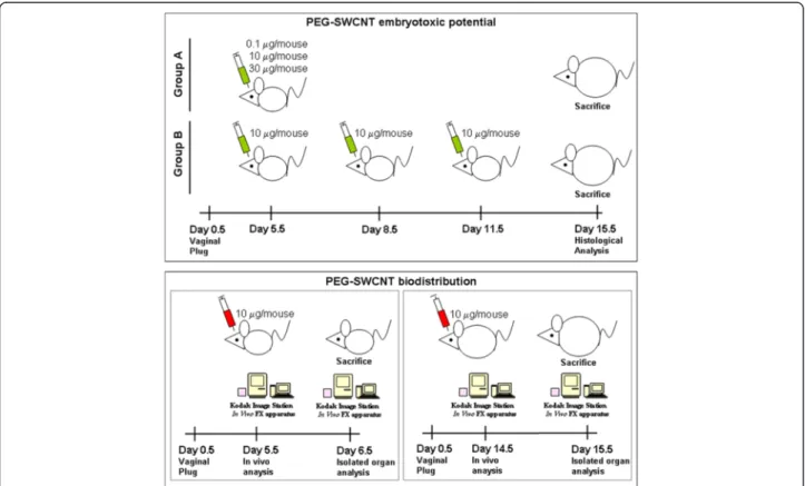 Figure 1 Schematic representation of the experimental design for the evaluation of PEG-SWCNT embryotoxic potential and