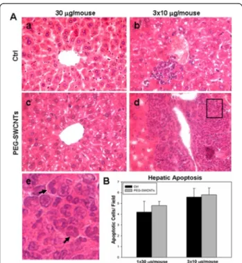 Figure 4 Histological analysis of maternal liver after exposure to PEG-SWCNTs. A. Liver sections from dams exposed to vehicle only (a, b), 30 μg (c) or to three repeated administrations of 10 μg each (d) were stained with Hematoxylin and Eosin