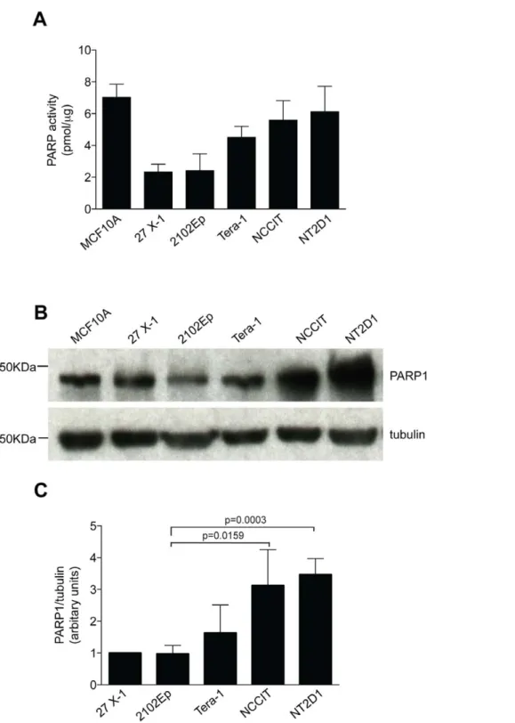 Figure 7. In EC cell lines PARP maximal activity correlates with PARP1 protein expression