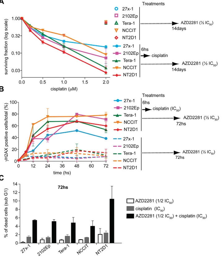 Figure 8. AZD2281 treatment enhances EC cell lines response to cisplatin. A) Colony assay