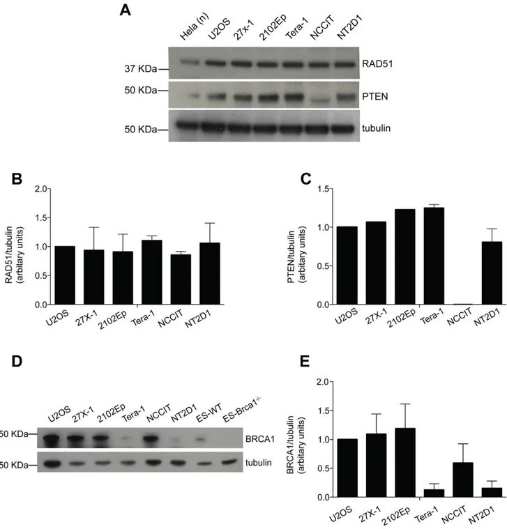 Figure 5. The reduced expression of RAD51, PTEN or BRCA1, does not account for the reduced proficiency of EC cell lines, in HR- HR-repair