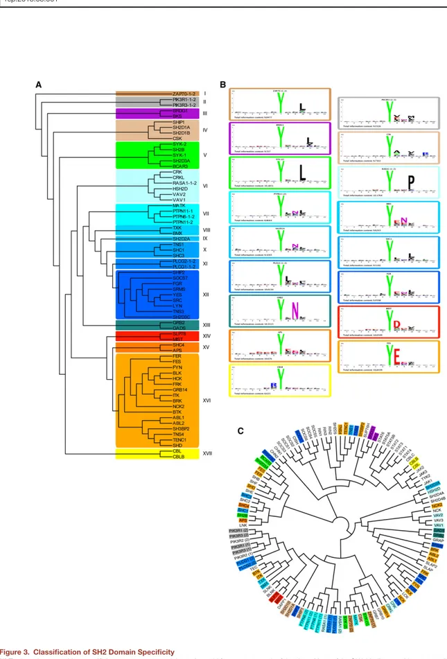 Figure 3. Classification of SH2 Domain Specificity