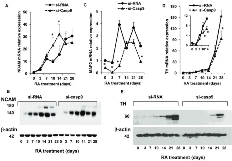 Figure 3. Caspase-9 silencing decreases the expression of neuronal markers in differentiating NT2 cells