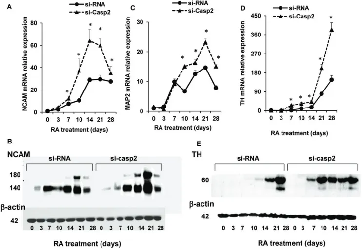 Figure 4. si-RNA-mediated caspase-2 silencing increases the expression of neuronal differentiation markers in differentiating NT2 cells