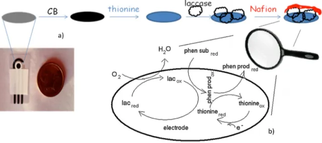 Fig. 2. (a) Fabrication process of laccase biosensor based on screen-printed electrode modiﬁed with thionine–carbon black and Naﬁon