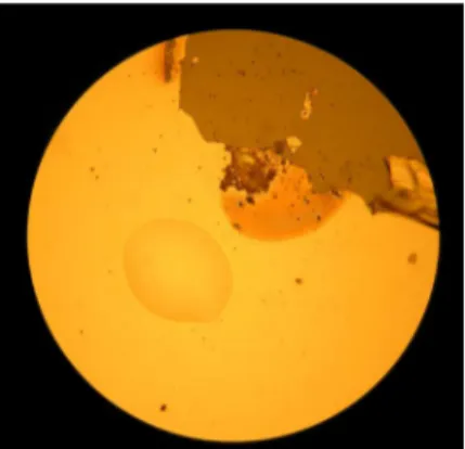 Fig. 18. Picture (taken using an optical microscope) of the Pt contact after op- op-eration at high temperature