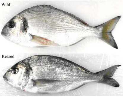 Figure 1: Examples of calibrated images for each lot (wild and reared) examined. 