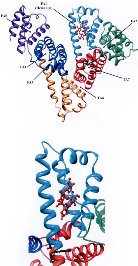 Figure 1. HSA Structure. (A) Ribbon representation of HSA-heme-Fe(III) The six subdomains of HSA are coloured as follows: subdomain IA, green;