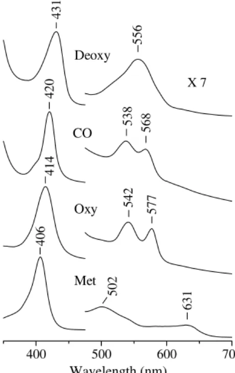 Fig. 1. According to the Lambert–Beer law, for the same Mb solution, at any wavelength (k) the absorbance values of the deoxy- (A r deoxy ) and CO-bound (A r CO ) forms of the  ref-erence spectra are correlated by Eq