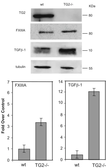 Fig. 3 Expression of FXIII and TGF-b1 in femora of wild type and TG2-/- mice. Western blot analysis was performed on isolated distal femoral epiphysis at 18.5 days (a), with b-tubulin as loading control.