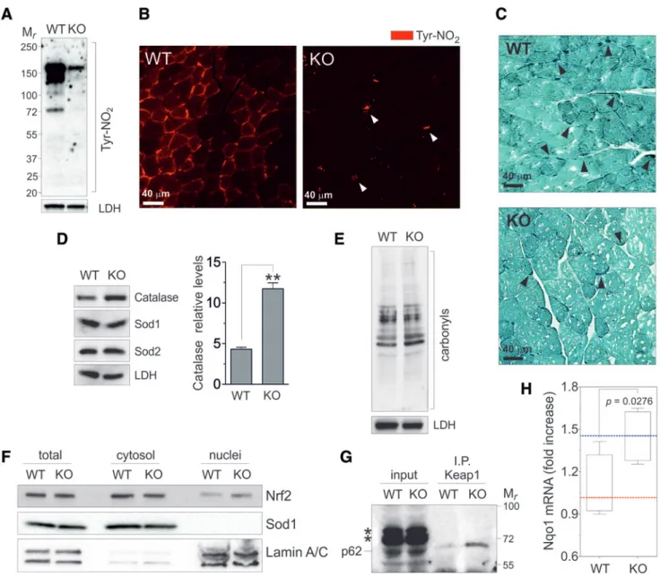 FIG. 6. Nitroxidative status of skeletal muscle of GSNOR-KO mice. (A) Western blot analyses of nitrotyrosines (Tyr- (Tyr-NO 2 ) performed in tibialis anterior homogenates from GSNOR-KO (KO) and wild-type (WT) mice