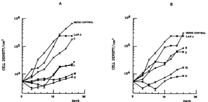Fig. 4. Growth curves of antisense-m&gt;'Â¿&gt; transfectants. A, 3' antisense myb; B, 5' antisense myb
