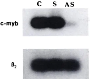 Fig. 7. Expression of c-myb mRNA in LAN-5 cells exposed to c-myb oligode- oligode-oxynucleotides