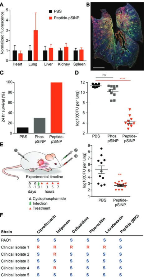 Figure 4.  Peptide–pSiNP efficacy in an animal model of P. aeruginosa lung infection. A) Quan- Quan-tification of bulk peptide signal normalized to mice administered PBS visualized by imaging  the fluorescent tag on peptides using IVIS imaging (n = 3, mean