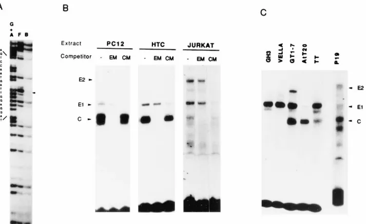 FIG. 1. Binding of cellular nuclear complexes to E-box and CCAAT sites in the vgf promoter