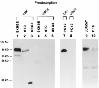 FIG. 6. (A) Expression of proteins homologous to HEB in different cell lines.