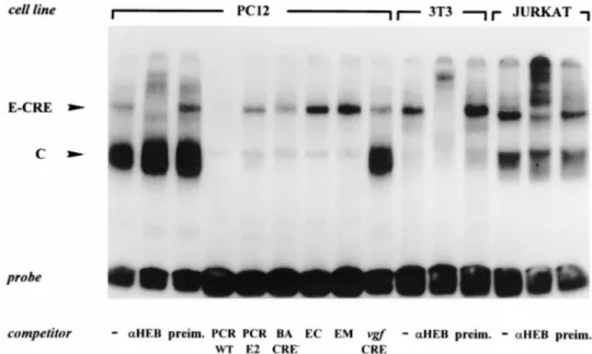 FIG. 8. Synergy of E and CRE sites in binding to an HEB-containing complex. Nuclear extracts from PC12, NIH 3T3, and Jurkat cells were incubated with end-labeled PCR WT DNA (2183 to 265 vgf promoter sequence)