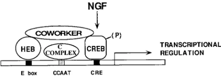 FIG. 9. Model of vgf promoter regulation. E, CCAAT, and CRE sites par- par-ticipate in vgf transcriptional regulation