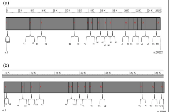 Figure 1 Representative scheme of PCR and sequencing products. (a) CYP3A4 gene. (b) CYP3A5 gene