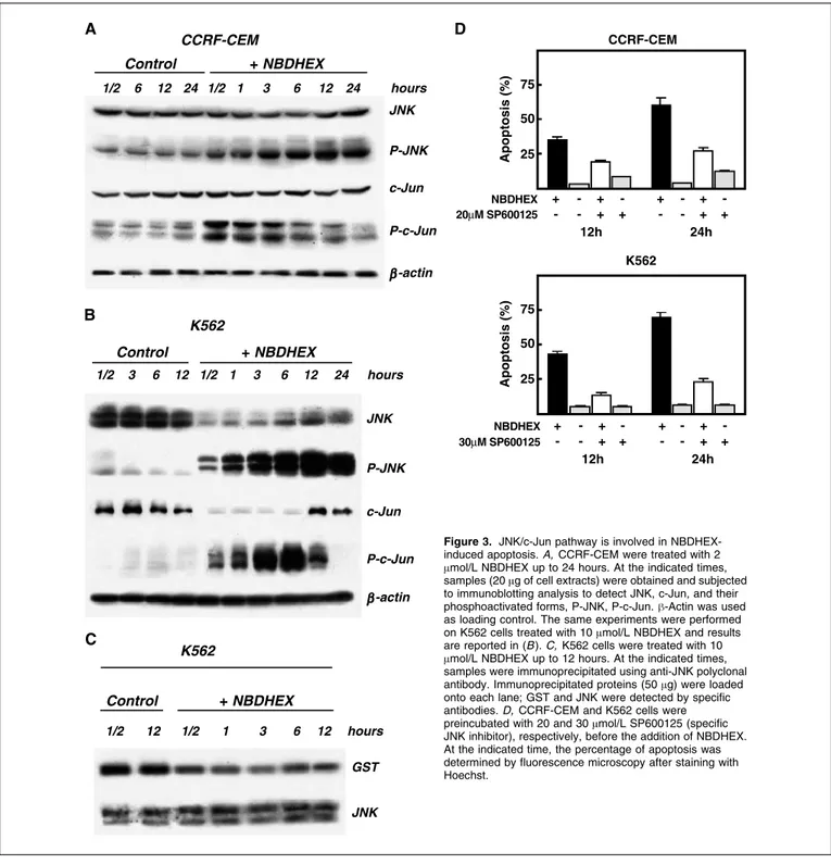 Figure 3. JNK/c-Jun pathway is involved in NBDHEX- NBDHEX-induced apoptosis. A, CCRF-CEM were treated with 2 Amol/L NBDHEX up to 24 hours