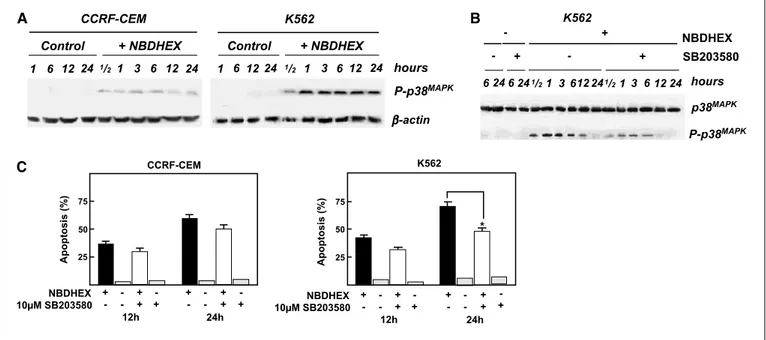 Figure 6. p38 MAPK pathway is involved in NBDHEX-induced apoptosis. A, CCRF-CEM and K562 cell lines were treated with 2 and 10 Amol/L NBDHEX, respectively, up to 24 hours