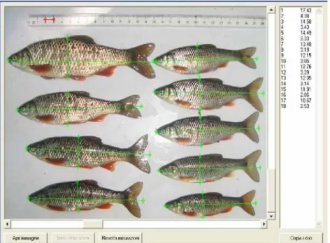 Fig. 15 – Sistema di rilevamento biometrico “automatico” che consente di rilevare le lunghezze dei pesci in  laboratorio