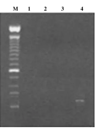 Fig. 3. Degenerate oligo-primed PCR analysis of genomic DNA BHV-1. Lane 1: Molecular weight marker (100 bp DNA ladder).