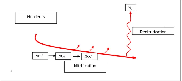 Figure 2 - Representation of the tampon function of the lake-shore-zone  
