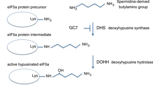 Fig. 1   Schematic representa- representa-tion of eIF5A post-translarepresenta-tional  modification