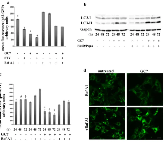 Fig. 2   Autophagy induction by GC7, an eIF5A inhibitor. a 2F cells  stably expressing a p62-GFP recombinant protein were grown in the  presence or absence of 200 µM GC7 (18 h) and treated or untreated  with 10 nM Bafilomycin A1 (6 h) in normal or EBSS med