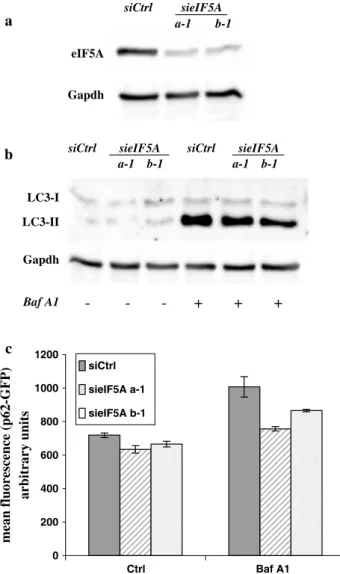 Fig. 4   eIF5A down-regulation does not affect basal autophagy. 2F  cells stably expressing a p62-GFP recombinant protein were  tran-siently transfected with two different siRNA oligos specific for  eIF5A-1 or with a scramble siRNA (siCtrl) and incubated 6