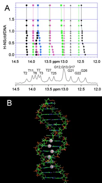FIGURE 6. Sites of target DNA involved in H-NSctd recognition. A, 400-MHz NMR spectrum of the imino resonances of the 15-bp DNA alone and in the presence of increasing amounts of H-NSctd