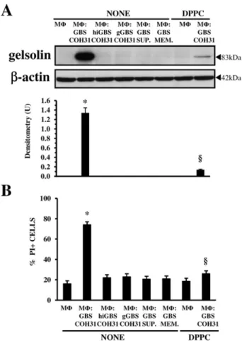 Fig. 9. Effect of β-haemolysin on gelsolin increase.