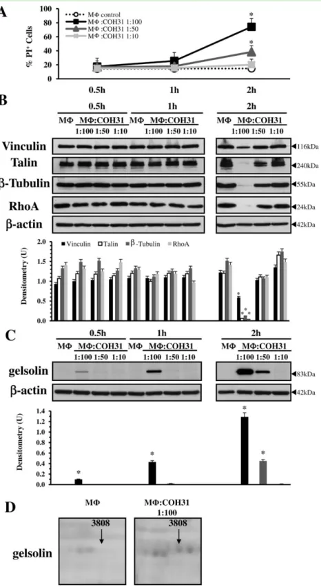 Fig. 1. Effect of M Φ : GBS-III-COH31 interaction on the expression of gelsolin.