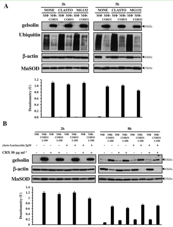 Fig. 3. Effect of proteasome on gelsolin turnover.