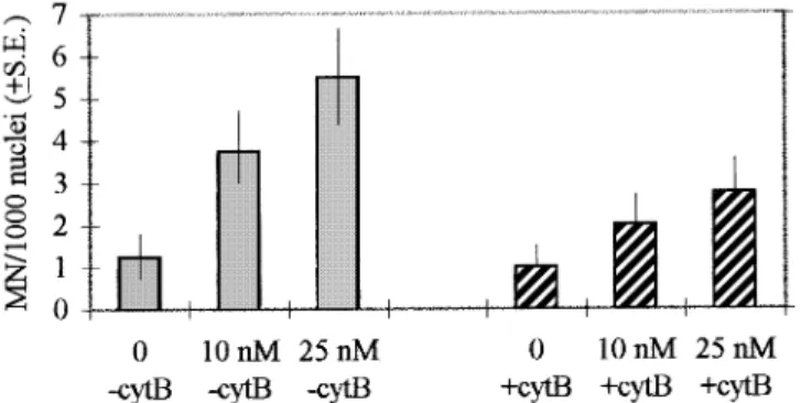 Fig. 2. MN frequency at interphase in human lymphocytes treated in vitro with low concentrations of colchicine in the presence and absence of cyt B.