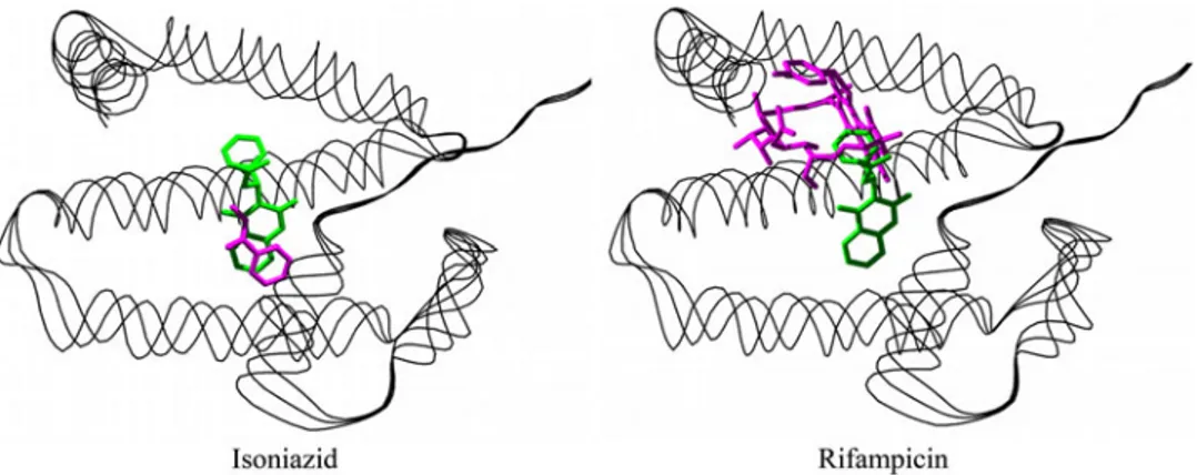 Fig. 5 Binding mode of isoniazid and rifampicin to the FA7 site of HSA. Isoniazid and rifampicin are rendered in magenta sticks.