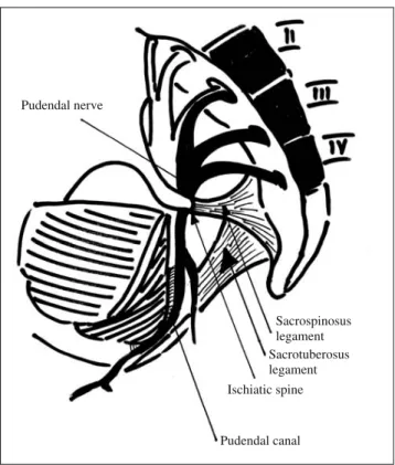 Fig. 1 Pudendal nerve anatomy. Modified from Hough et al [5].