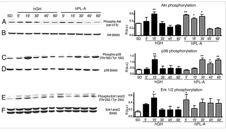 Figure 2. Western blot analysis of AKT and Map-kinases proteins involved in the signal transduction pathway induced by hPL-A and by hGH in bTC-1  cells